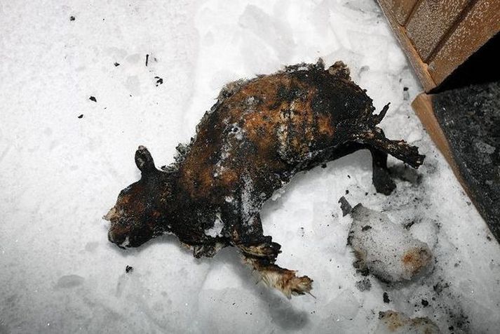 Kveikt var í kanínu í Garðabæ í ársbyrjun 2012.