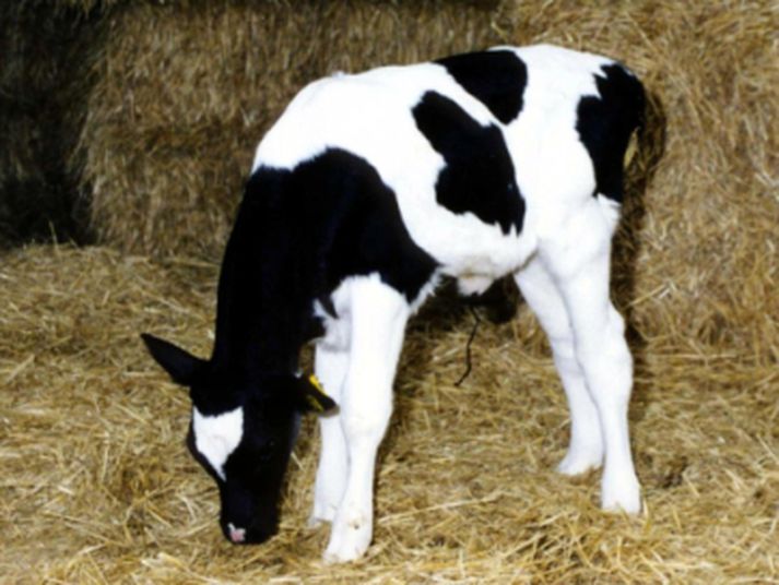 Klónaður kálfur. Mynd/ AFP.