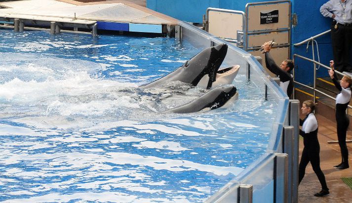 SeaWorld starfrækir ellefu skemmtigarða á heimsvísu.