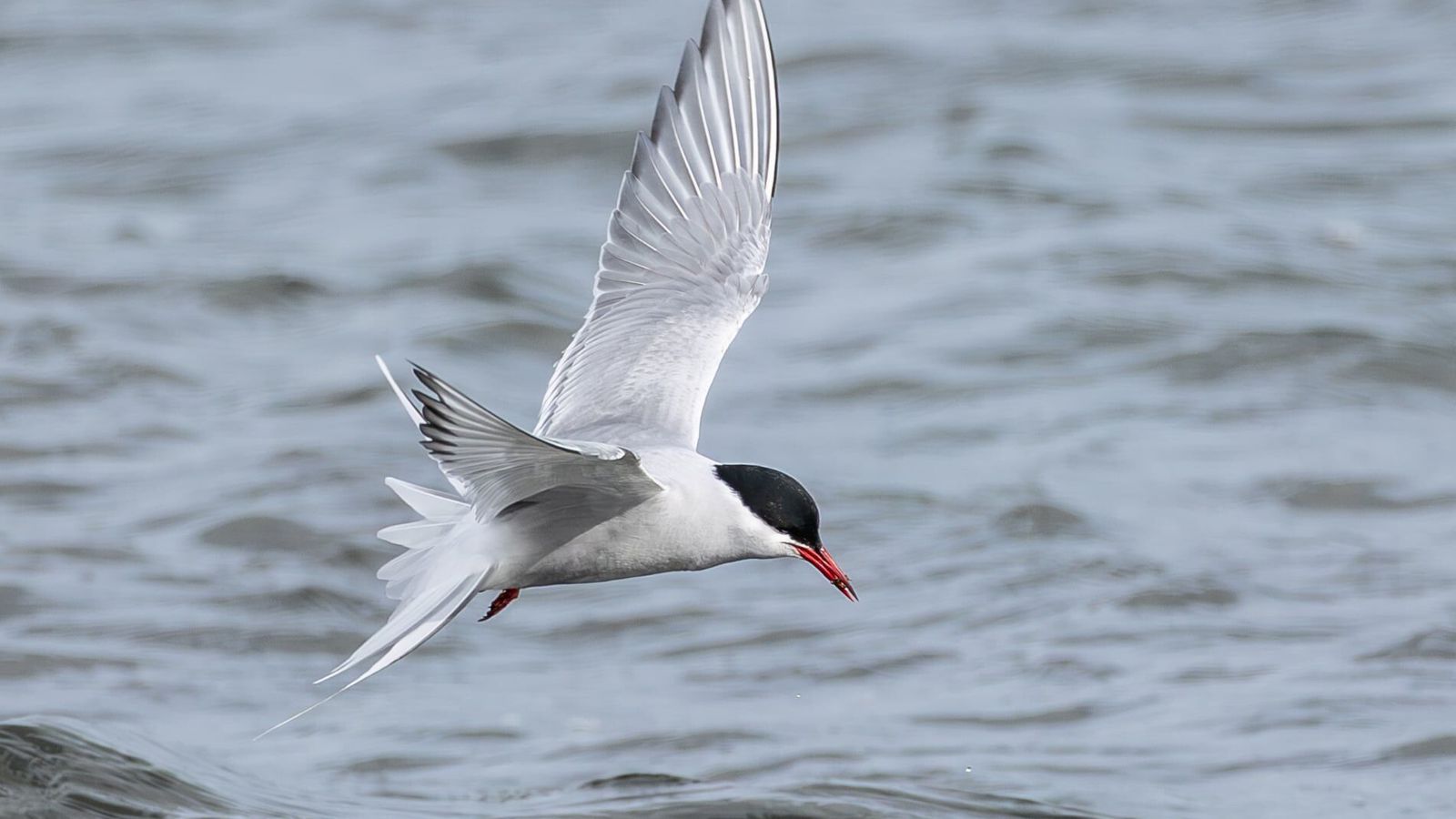 Krían komin um tveimur vikum á undan á­ætlun