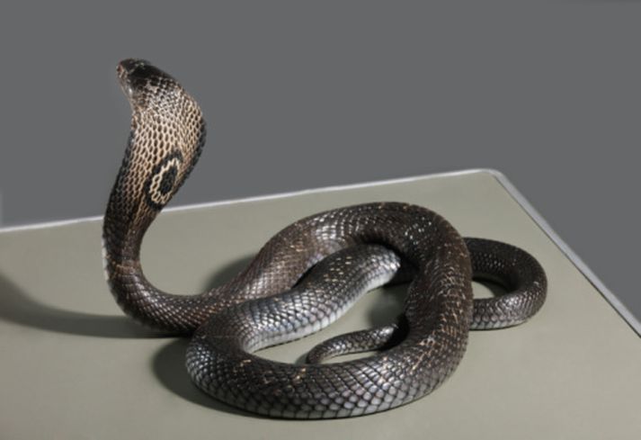 Kokkurinn var að matreiða ormasúpu þegar hann lést. Myndin tengist fréttinni ekki beint.