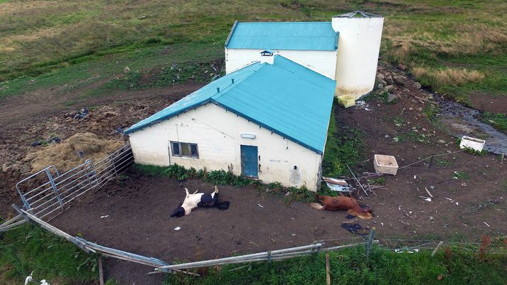 Hestarnir voru skotnir í bóginn en það samræmist ekki reglugerð um velferð hrossa.