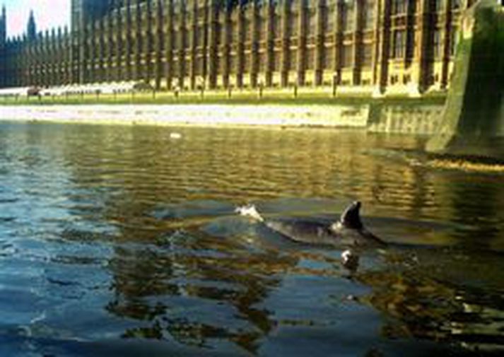 Sennilega er þetta ekki sama andarnefjan en þessi komst í fréttirnar fyrir að synda upp ána Thames í Lundúnum á dögunum.