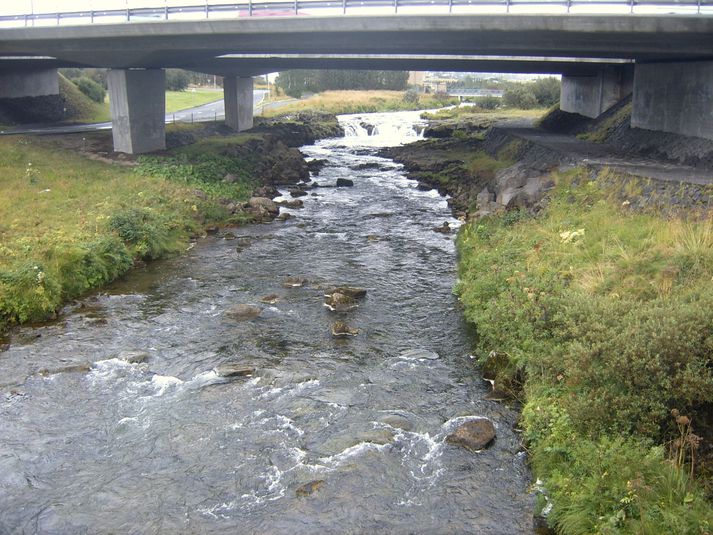 Nýgenginn lax veiddist í Sjávarfossi í Elliðaánum fyrir nokkrum dögum.