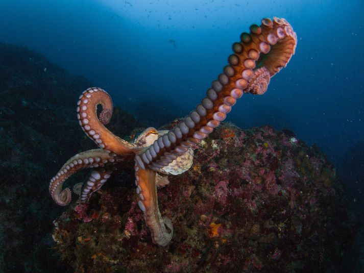 Tegundin sem um ræðir heitir octopus vulgaris.