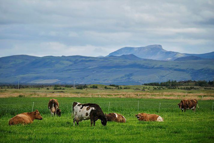 Kýr í haga á Íslandi. Mynd úr safni.
