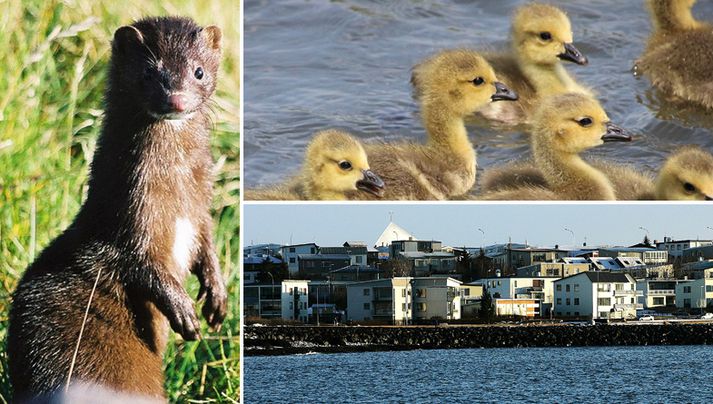 Minkurinn er haldinn drápshvöt umfram það að vilja veiða sér til viðurværis og hann á til að brytja niður andarunga, þegar sá gállinn er á honum.