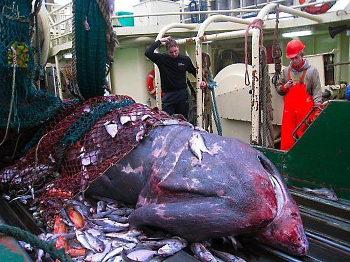 Héðinn Karl Magnússon, oftast kallaður Hákarl, klórar sér í hausnum yfir þessu ferlíki en Daníel háseti fylgist með.
mynd/magnús berg magnússon