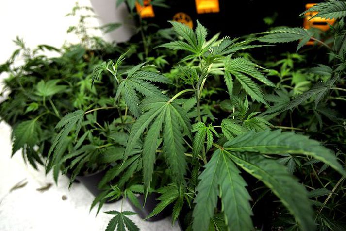 Kannabis Maðurinn var einnig ákærður fyrir kannabisræktun á Seltjarnarnesi.