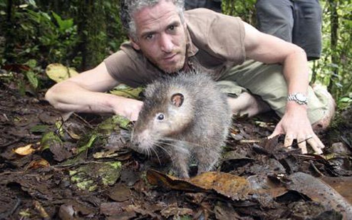 Hún er hugguleg, Bosavi-rottan svokallaða sem Gordon Buchanan, myndatökumaður Wildlife-þáttanna, leikur sér hér við. Þær stærstu verða um metri að lengd.