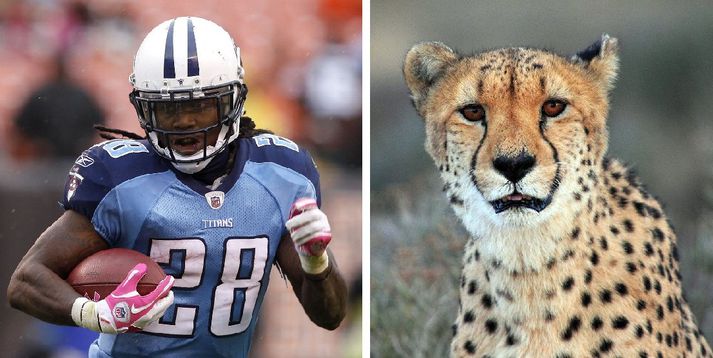 Chris Johnson og ónefndur blettatígur.