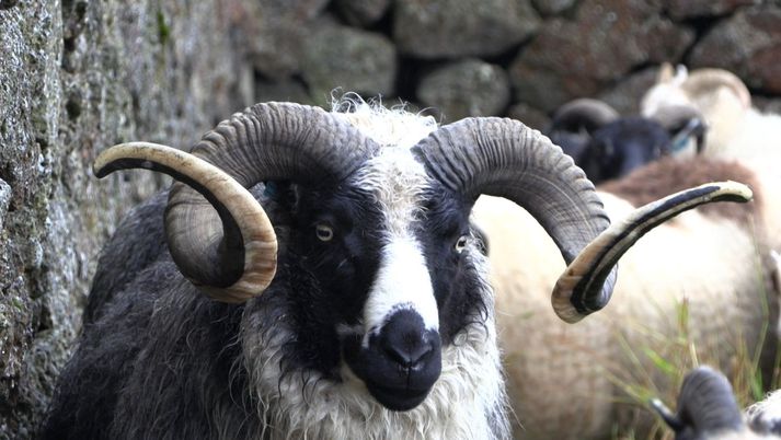 Höfði er tvævetur og skynug skepna eins og hálfbróðir hans. Hornin á honum eru ótrúlega falleg.