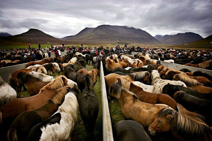 hrossabændur Verða gerðir starfsleyfisskyldir verði nýtt frumvarp sjávar- og landbúnaðarráðherra um dýravelferð að lögum.