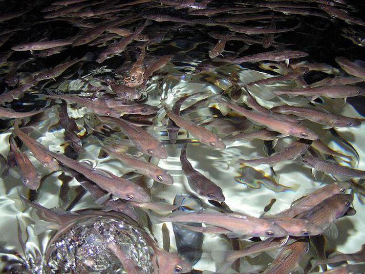 Eldi þorskseiða fékk myndarlegan styrk enda vonir bundnar við atvinnugreinina.fréttablaðið/svavar