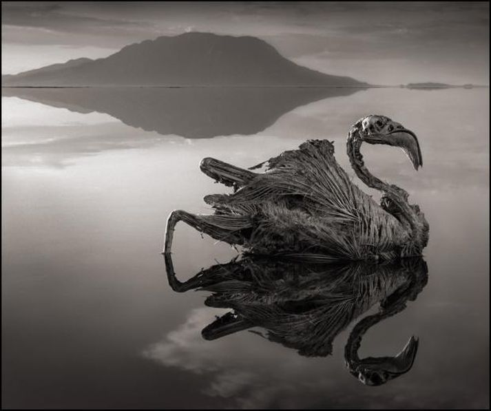 Ljósmyndarinn Nick Brandt tók þessar mögnuðu myndir við Lake Natron vatnið.