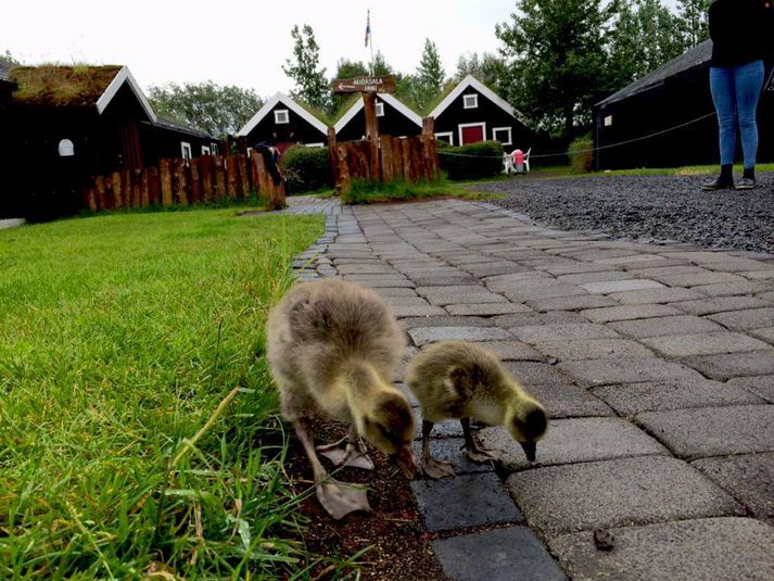 Goggi (t.h.) og Dóra eru strax orðin mestu mátar.