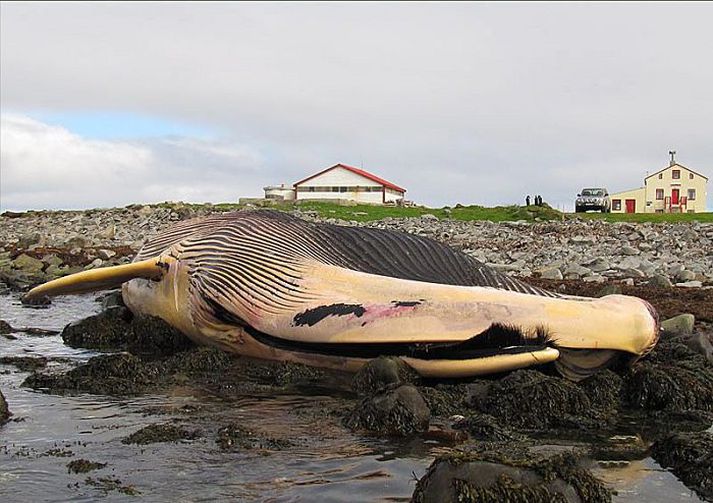 Beinagrindin er eitt af höfuðdjásnum Náttúruminjasafns Íslands.