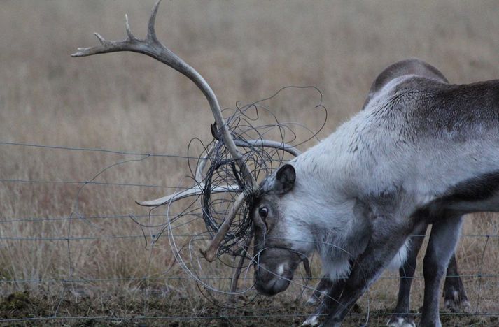 Hreindýrin leita niður á láglendið í kuldanum sem verið hefur uppá síðkastið. Hér getur að líta tarf sem fest hefur horn sín í girðingu.