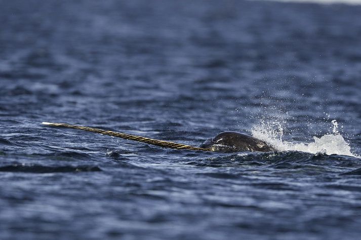 Náhvalurinn er algengastur við strandlengju Kanada og Grænlands og austur eftir strönd Norður-Rússlands.