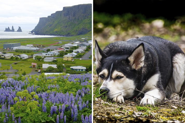 Husky-hundurinn er alltaf sami gamli þorparinn í hugum bæjarbúa. En, hann er saklaus af því að hafa drepið gæsina þó hann hafi gert sér lítið fyrir og slitið hana dauða af snúrustaur og gert sér að góðu.