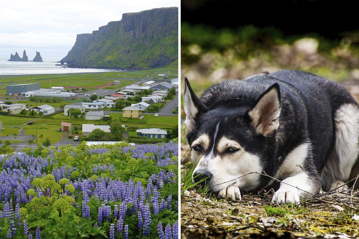 Husky-hundurinn er alltaf sami gamli þorparinn í hugum bæjarbúa. En, hann er saklaus af því að hafa drepið gæsina þó hann hafi gert sér lítið fyrir og slitið hana dauða af snúrustaur og gert sér að góðu.