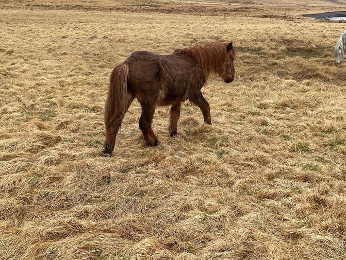 Dýravelferðarsinnar hafa áður sagt viðbrögð Matvælastofnunar vegna málsins ólíðandi.