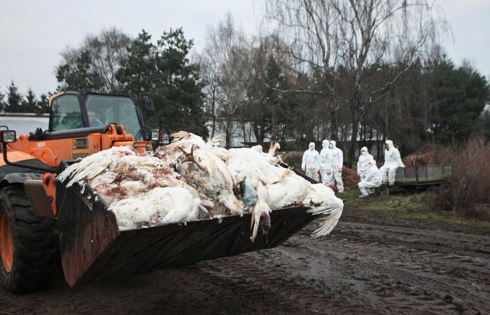 Yfirvöld í Rússlandi greindu frá því fyrr á þessu ári að þau hefðu fundið, í fyrsta sinn, hið afar smitandi afbrigði H5N8 í mönnum. Myndin er frá 2016.