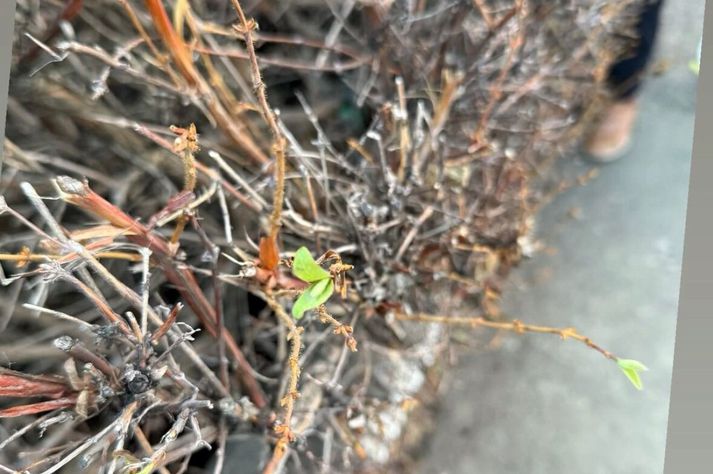 Laufin eru óvenju snemma á ferðinni.