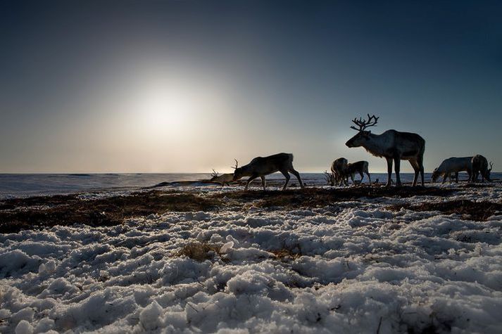 Hreindýrahópur á vetrarbeit. Jóhann Páll hefur ákveðið, að fenginni ráðgjöf frá Náttúruverndarstofnun, að kvótinn í ár verði 936 dýr.