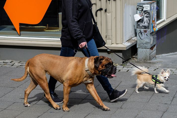 Þættirnir Hundarnir okkar hafa hafið göngu sína á Vísi. Myndin er úr safni.