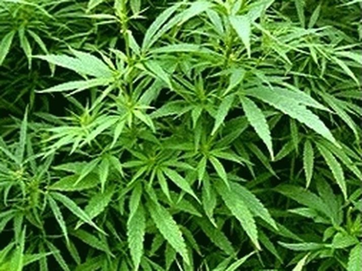 Kannabisplöntur