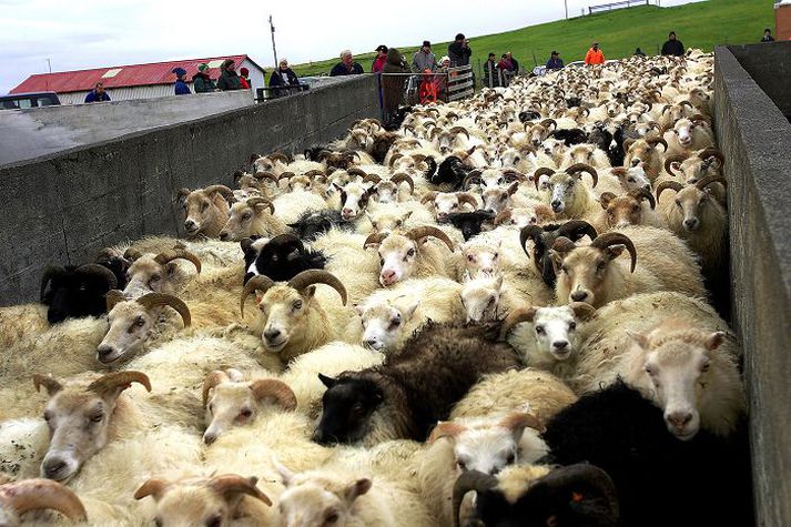 Sauðfjárbúskapur er lítt líklegur til þess að bæta hag þeirra sem hann stunda samkvæmt búfjárreikningum. Laun sauðfjárbænda virðast undir lágmarkslaunum. 