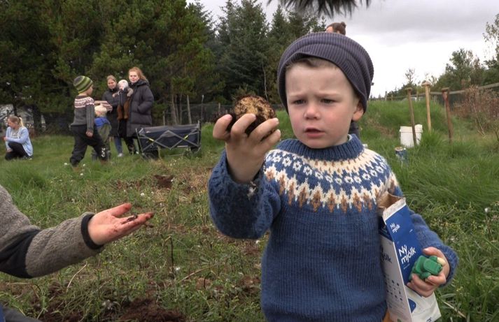 Leikskólabörnin voru montin með kartöflurnar, sem þau tóku upp.