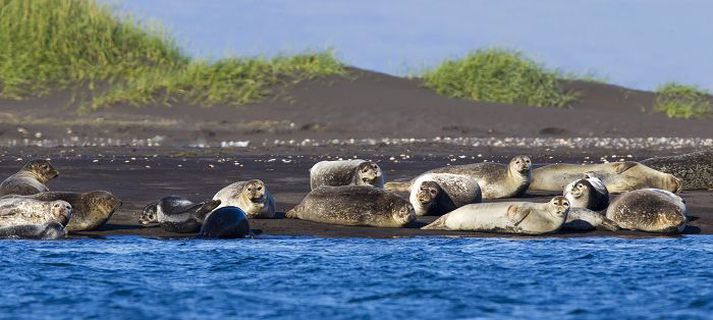 Mikil fækkun hefur orðið í stofnum sela við Ísland á síðustu áratugum.