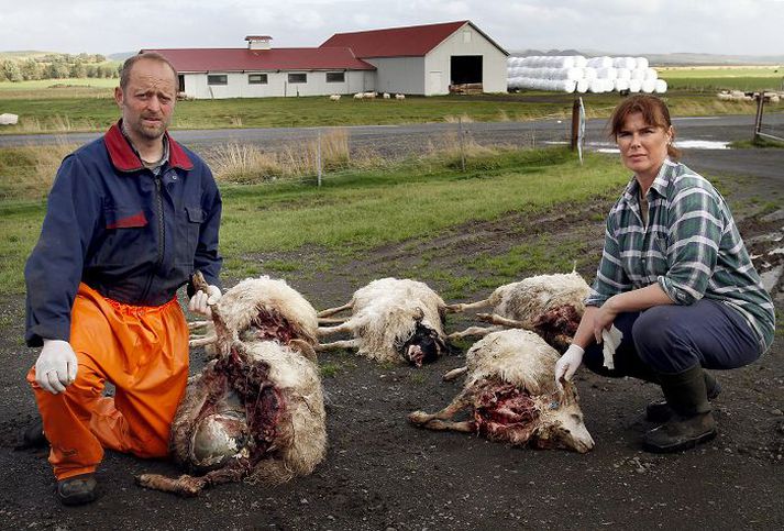 Bændurnir á Ósabakka vita ekki enn hversu mikið tjón þeirra verður vegna hundaárásarinnar í síðustu viku.