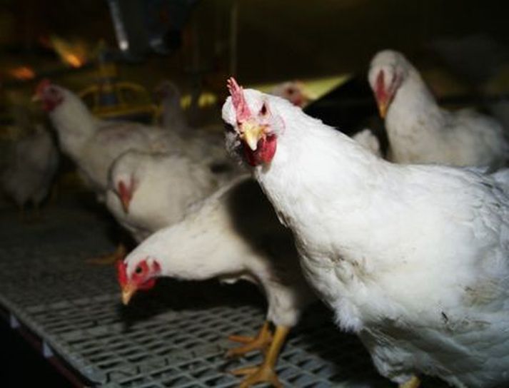 Í reglubundnu eftirliti með Salmonellu í kjúklingaslátrun liggur fyrir rökstuddur grunur um að Salmonella hafi greinst í einum kjúklingahópi Reykjagarðs.