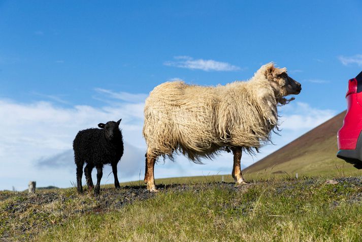 Lögregla minnir á að nú sé sá tími farinn í hönd þar sem búast megi við búfénaði við vegi.