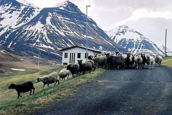 Taka á möl úr áreyrum og sjálfri Svarfaðardalsá.