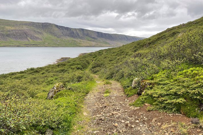 Úr Teigsskógi við Þorskafjörð. Þar er nú þegar gamall vegslóði.