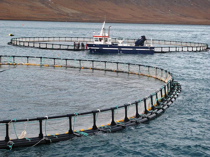 Stærsta fiskeldi Fjarðarlax er á Vestfjörðum.