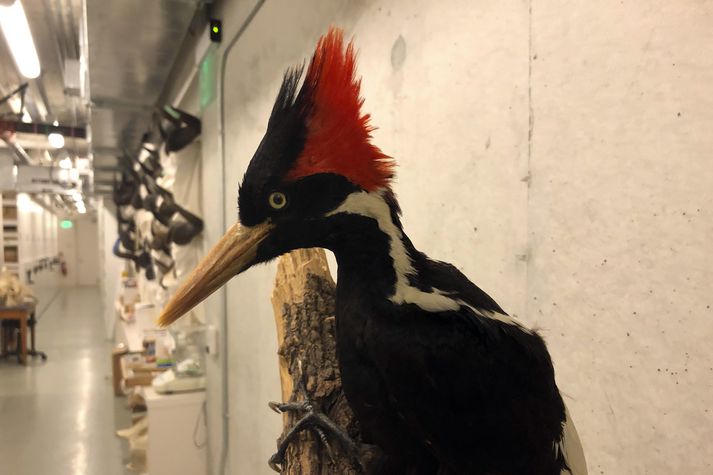 Hér má sjá Timburdóla sem er í eigu California Academy of Sciences í San Fransisco. Bandarísk náttúruverndaryfirvöld hafa gefist upp á að finna Timburdóla á lífi.