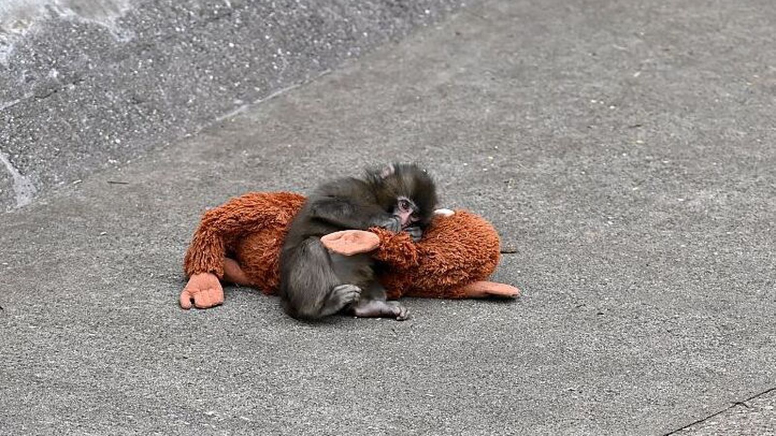 Yfir­gefinn apaungi finnur huggun í apabangsa úr Ikea