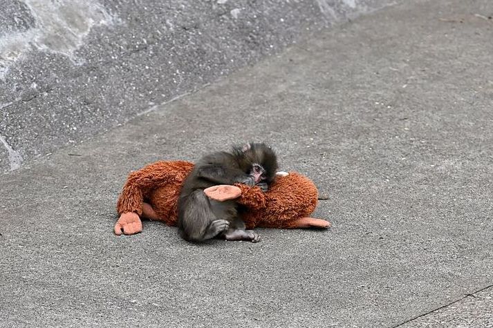 Punch og Djungelskog-apinn á góðri stundu.