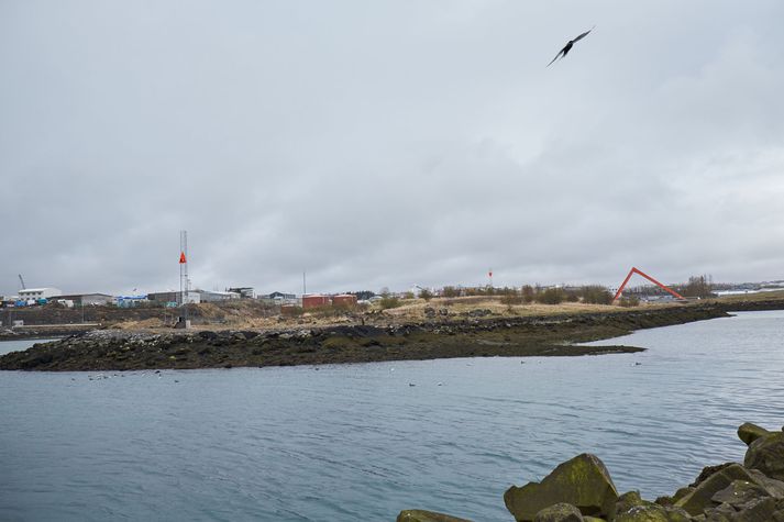 Laxinn í Elliðaánum, sem hér er verið að reyna að fanga, gæti verið í hættu ef af áformum um landfyllingu í voginum yrði. 