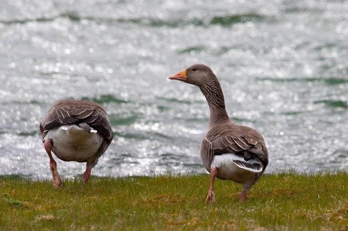 Fjölmargar gæsir munu falla fyrir kúlum veiðimanna hér á landi næstu vikurnar.