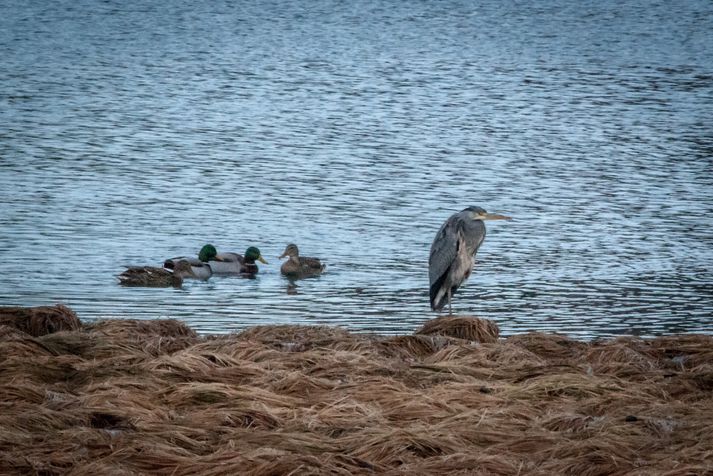 Gráhegrinn fylgist með öðrum fuglum á tjörninni úr fjarlægð.