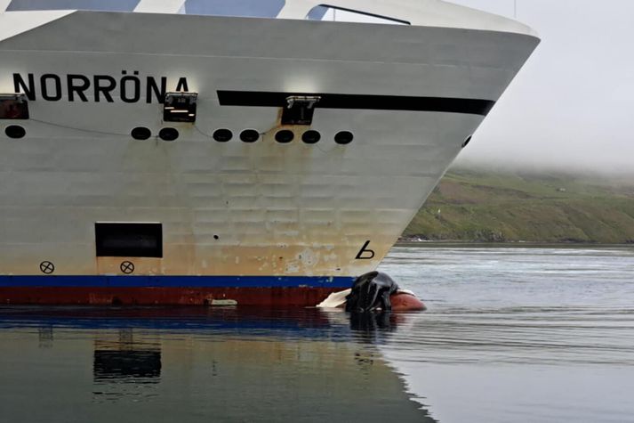 Norræna sigldi inn í Seyðisfjörð með hræ af Hnúfubak á stefninu.