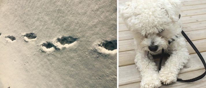 Flosi er nítján mánaða Bichon Frise rakki. Hann er örmerktur og afar ljúfur í umgengni, að sögn Hörpu.