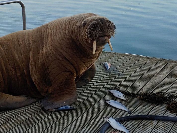 Valli eða Valla? Önnur stór spurning er hvort rostungurinn gleðji Hornfirðinga og mæti á bryggjuna í dag. Þar hefur verið girt af svæði enda margir sem hafa ætlað að heilsa upp á rostunginn undanfarin kvöld.