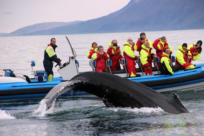 Stórhveli sýndi hvalaskoðunarfólki listir sínar á Skjálfanda í gær.
